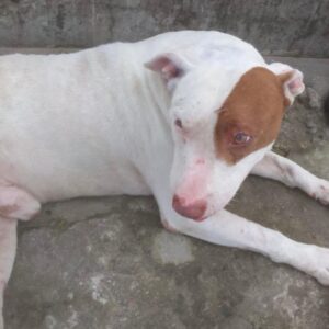Duque