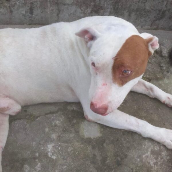 Duque