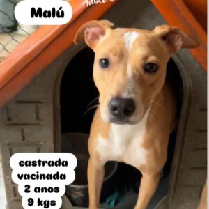Malu