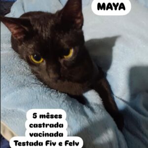 Maya