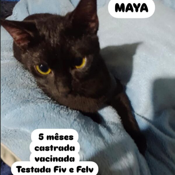 Maya